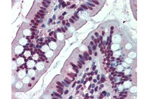 Anti-EWSR1 antibody IHC of human small intestine. (EWSR1 抗体  (AA 201-215))