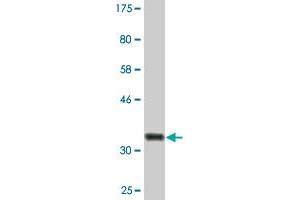 Western Blot detection against Immunogen (36. (Peroxiredoxin 4 抗体  (AA 51-150))