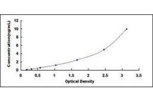 Beclin 1, Autophagy Related (BECN1) ELISA Kit