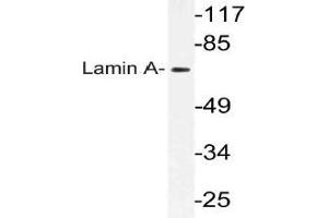 Western blot (WB) analysis of Lamin A antibody in extracts from HeLa cells. (Lamin A/C 抗体)