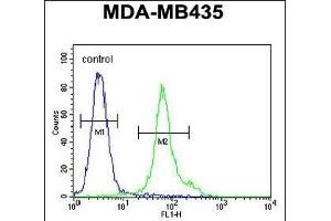 TME Antibody (N-term) (ABIN651968 and ABIN2840477) flow cytometric analysis of MDA-M cells (right histogram) compared to a negative control cell (left histogram). (EMC3 抗体  (N-Term))