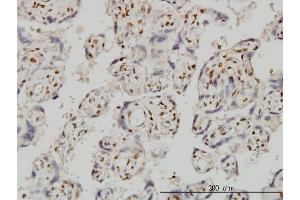 Immunoperoxidase of monoclonal antibody to FOXR2 on formalin-fixed paraffin-embedded human placenta. (FOXR2 抗体  (AA 1-311))