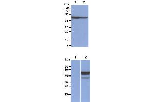 The Cell lysates (40ug) were resolved by SDS-PAGE, transferred to PVDF membrane and probed with anti-human FUS2 antibody (1:1000). (NAT6 抗体)