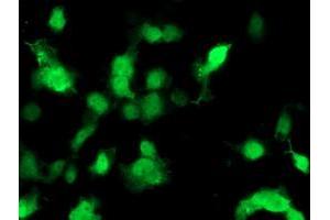 Image no. 2 for anti-Phosphomevalonate Kinase (PMVK) antibody (ABIN1500302) (PMVK 抗体)