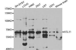 Western blot analysis of extracts of various cell lines, using ATL1 antibody (ABIN5973048) at 1/1000 dilution. (ATL1 抗体)