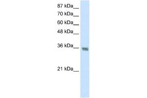 HNRPA1 antibody used at 1. (HNRNPA1 抗体  (C-Term))