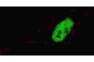 Immunofluorescence (IF) image for anti-Msh Homeobox 1 (MSX1) antibody (ABIN3000816)