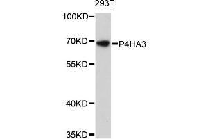 Western blot analysis of extracts of 293T cells, using P4HA3 antibody. (P4HA3 抗体)
