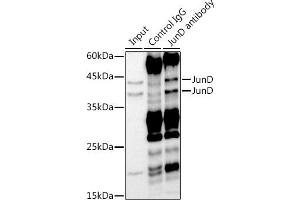 Immunoprecipitation analysis of 300 μg extracts of HeLa cells using 3 μg JunD antibody (ABIN7268050). (JunD 抗体)