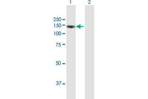 Western Blot analysis of KIAA1967 expression in transfected 293T cell line by KIAA1967 MaxPab polyclonal antibody. (CCAR2 抗体  (AA 1-923))