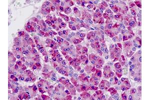 Anti-PAK6 antibody IHC staining of human pancreas. (PAK6 抗体  (AA 268-297))