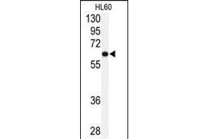 Western blot analysis of anti-USP2 Antibody (C-term) (ABIN388878 and ABIN2839171) in HL60 cell line lysates (35 μg/lane). (USP2 抗体  (C-Term))