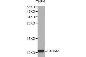 Western blot analysis of extracts of THP-1 cell lines, using S100A8 antibody. (S100A8 抗体  (AA 1-93))