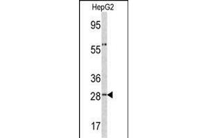 Western blot analysis of ORM1 antibody (C-term) (ABIN390444 and ABIN2840823) in HepG2 cell line lysates (35 μg/lane). (ORM1 抗体  (C-Term))