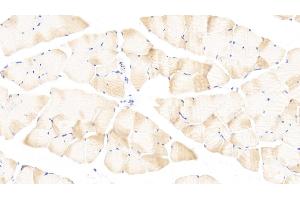 Detection of PLA2G12 in Mouse Skeletal muscle Tissue using Polyclonal Antibody to Phospholipase A2, Group XII (PLA2G12) (PLA2G12A 抗体  (AA 26-192))