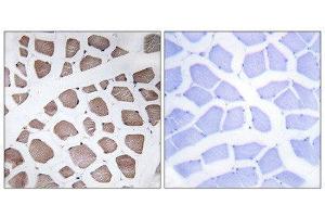 Immunohistochemistry (IHC) image for anti-Mitochondrial Ribosomal Protein S18C (MRPS18C) (Internal Region) antibody (ABIN1850530) (MRPS18C 抗体  (Internal Region))