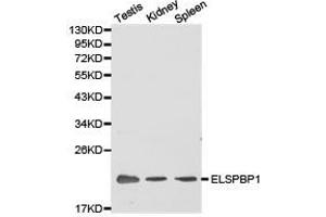 Western Blotting (WB) image for anti-Epididymal Sperm Binding Protein 1 (ELSPBP1) antibody (ABIN1872524) (ELSPBP1 抗体)
