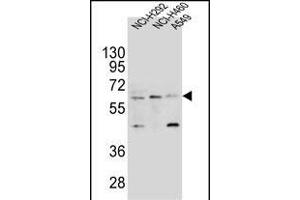 LILRA2 Antibody (Center) (ABIN654421 and ABIN2844156) western blot analysis in NCI-,NCI- and A549 cell line lysates (35 μg/lane). (LILRA2 抗体  (AA 55-81))