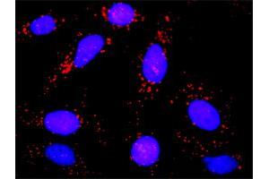 Proximity Ligation Assay (PLA) image for anti-Guanine Nucleotide Binding Protein (G Protein), alpha Inhibiting Activity Polypeptide 2 (GNAI2) (AA 1-355) antibody (ABIN516100)