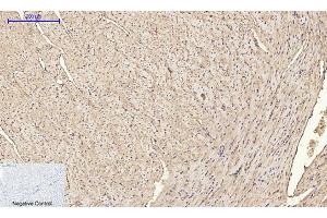 Immunohistochemical analysis of paraffin-embedded mouse heart tissue. (IRS1 抗体)