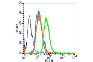 U251 cells probed with PPAR Gamma Polyclonal Antibody, Unconjugated  for 30 minutes followed by incubation with a conjugated secondary (FITC Conjugated) (green) for 30 minutes compared to control cells (blue), secondary only (light blue) and isotype control (orange). (PPARG 抗体  (AA 315-420))