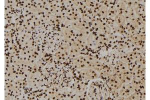 ABIN6276565 at 1/100 staining Rat kidney tissue by IHC-P. (HNRNPA2B1 抗体  (N-Term))