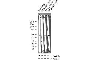 Western blot analysis of Phospho-MEK1/2 (Ser217) expression in various lysates (MEK1 抗体  (pSer217))