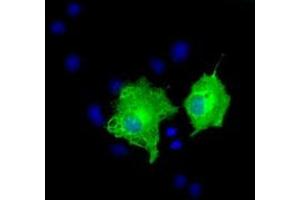 Anti-AK5 mouse monoclonal antibody (ABIN2452726) immunofluorescent staining of COS7 cells transiently transfected by pCMV6-ENTRY AK5 (RC222241). (Adenylate Kinase 5 抗体)
