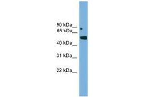 Image no. 1 for anti-Iroquois Homeobox Protein 5 (IRX5) (AA 191-240) antibody (ABIN6744590) (IRX5 抗体  (AA 191-240))