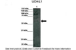 Lanes:   Lane 1: 75,000 rat INS1 cells  Primary Antibody Dilution:    1:1000  Secondary Antibody:   Anti rabbit-HRP  Secondary Antibody Dilution:    1:1000  Gene Name:   DGCR2  Submitted by:   Benedich Bracleva, VUB, Universitair Ziekenhuis Brussel (DGCR2 抗体  (Middle Region))
