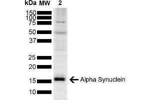 Western blot analysis of Mouse Brain showing detection of ~14. (SNCA 抗体  (FITC))