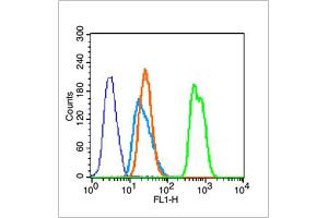 Hela cells were fixed with 70% ice-cold methanol overnight at 4℃, permeabilized with 90% ice-cold methanol for 20 min at -20℃, and incubated in 5% BSA blocking buffer for 30 min at room temperature.