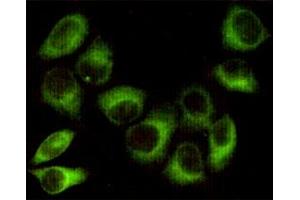 Immunocytochemistry staining of HeLa cells fixed with 1 % Paraformaldehyde and using PK beta 1 mouse mAb (dilution 1:100).