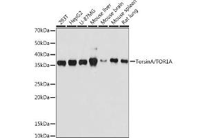 Western blot analysis of extracts of various cell lines, using TorsinA/TOR1A antibody (ABIN7270856) at 1:500 dilution. (TOR1A 抗体)