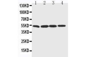 Anti-BAG5 antibody, Western blotting Lane 1: Rat Thymus Tissue Lysate Lane 2: Rat Spleen Tissue Lysate Lane 3: Rat Testis Tissue Lysate Lane 4: PANC Cell Lysate (BAG5 抗体  (C-Term))