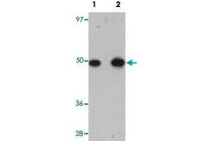 Western blot analysis of rat lung tissue with TMEM184B polyclonal antibody  at (Lane 1) 1 and (Lane 2) 2 ug/mL dilution.