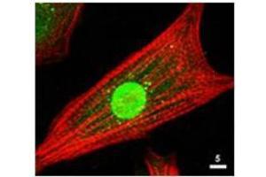 Immunofluorescence Microscopy of Rabbit Anti-AKT Antibody. (AKT1 抗体  (C-Term))
