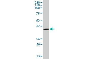 CAMLG MaxPab polyclonal antibody. (CAMLG 抗体  (AA 1-296))
