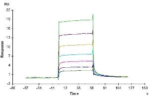 Surface Plasmon Resonance (SPR) image for Colony Stimulating Factor 1 Receptor (CSF1R) (AA 20-512) protein (His-Avi Tag,Biotin) (ABIN7274428)