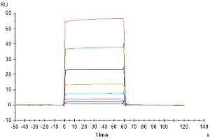 Rituximab captured on CM5 Chip via Protein A can bind Cynomolgus Fc gamma RIIA, His Tag with an affinity constant of 3. (FCGR2A Protein (AA 28-208) (His tag))
