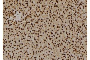 ABIN6276023 at 1/100 staining Mouse liver tissue by IHC-P. (GPR180 抗体  (Internal Region))