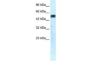 WB Suggested Anti-SERPINA1 Antibody Titration: 1. (SERPINA1 抗体  (C-Term))