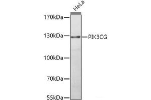 Western blot analysis of extracts of HeLa cells using PIK3CG Polyclonal Antibody at dilution of 1:1000. (PIK3 gamma 抗体)