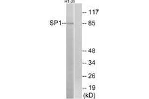 Western blot analysis of extracts from HT-29 cells, using SP1 (Ab-739) Antibody. (SP1 抗体  (AA 706-755))