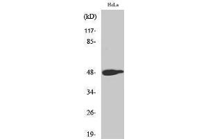 Western Blotting (WB) image for anti-Jun Proto-Oncogene (JUN) (pThr239) antibody (ABIN3172854) (C-JUN 抗体  (pThr239))