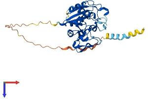 B3GAT2 Protein (AA 1-324) (His tag)
