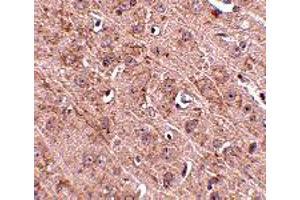 Immunohistochemistry of Gle1 in mouse brain tissue with Gle1 polyclonal antibody  at 2. (GLE1 抗体  (Internal Region))