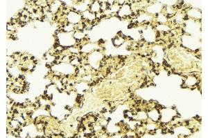 ABIN6267494 at 1/100 staining Mouse lung tissue by IHC-P. (SREBF1 抗体  (pSer439))
