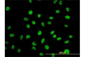 Immunofluorescence (IF) image for anti-Myoneurin (MYNN) (AA 501-610) antibody (ABIN565953)