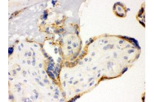 Anti- TLR7 Picoband antibody, IHC(F) IHC(F): Human Placenta Tissue (TLR7 抗体  (C-Term))